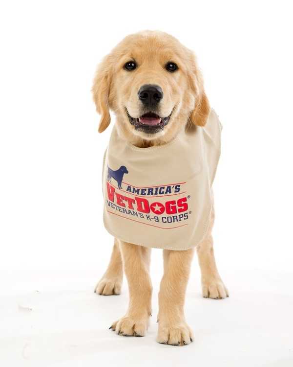 America’s VetDogs™ Treats and how they benefit America’s Vet Dogs