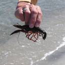 Tiny lobster found along the shore.