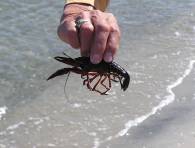 Tiny lobster found along the shore.